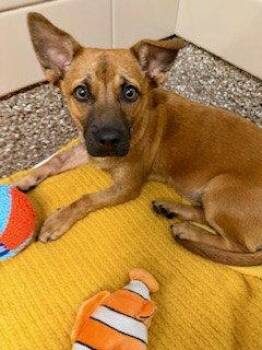 Carolina Dog and Black Mouth Cur Dogs Available for Adoption in Clyde, North Carolina - FIONA | PetCurious