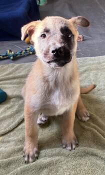 Dorian -  Australian Shepherd and Labrador Retriever Dog for Adoption in Thompson Falls, Montana - Dorian | PetCurious