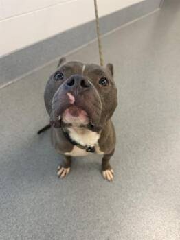 PHTHALO -  Pit Bull Terrier Dog for Adoption in Indianapolis, Indiana - PHTHALO | PetCurious