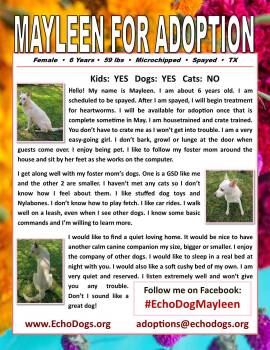 White German Shepherd Dogs Available for Adoption in Londonderry, New Hampshire - Mayleen | PetCurious
