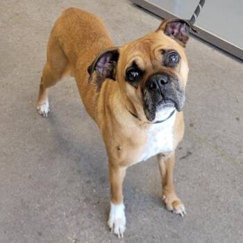 Mixed Breed Dogs Available for Adoption in Las Cruces, New Mexico - Harley | PetCurious