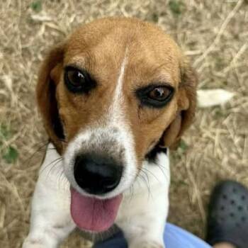 Beagle and Mixed Breed Dogs Available for Adoption in Elk Grove Village, Illinois - Minerva | PetCurious