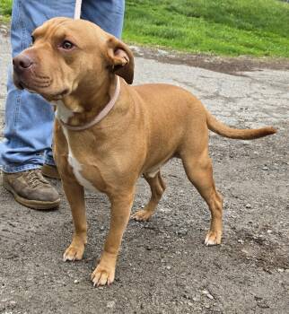 Rescue Pit Bull Terrier and Mixed Breed Dogs for Adoption in Saint Clairsville, Ohio - Jiff | PetCurious