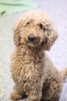 Poodle Dogs Available for Adoption in Manchester, New Hampshire - Aries In NH. Come Meet Our Adoptable Dogs Wednesday-Saturday. Mo | PetCurious