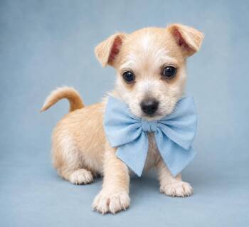 Theo -  Chihuahua Dog for Adoption in Houston, Texas - Theo | PetCurious