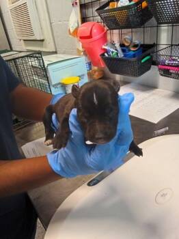 Jinx -  Pit Bull Terrier Dog for Adoption in Mobile, Alabama - Jinx | PetCurious