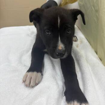 Mixed Breed Dogs Available for Adoption - Gingham(Dark Blue Collar) | PetCurious