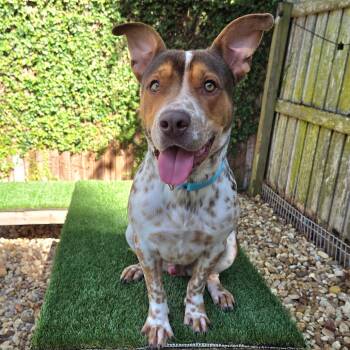 Rescue Mixed Breed Dogs for Adoption in Jacksonville, Florida - Roger | PetCurious