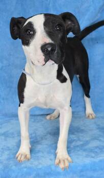 Pit Bull Terrier and American Staffordshire Terrier Dogs Available for Adoption in New York, New York - Charmer *foster Needed* | PetCurious