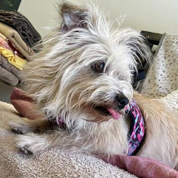 Wheaten Terrier and Mixed Breed Dogs Available for Adoption in San Francisco, California - Portola 14097 | PetCurious