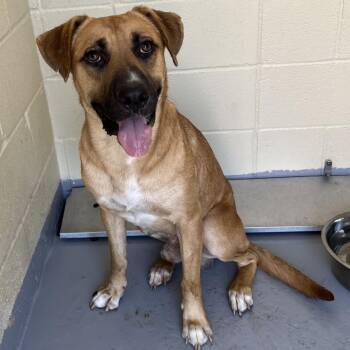 Surge -  Mixed Breed Dog for Adoption in Lufkin, Texas - Surge | PetCurious