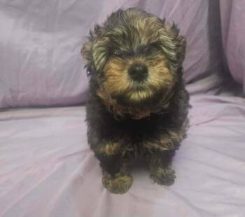 Terrier Dogs Available for Adoption in Uxbridge, Massachusetts - Duke | PetCurious