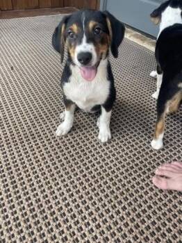 Sundae -  Beagle and Mixed Breed Dog for Adoption in Fort Worth, Texas - Sundae | PetCurious