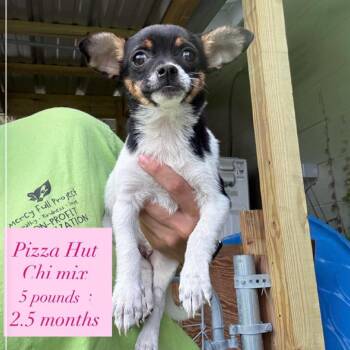 Chihuahua and Terrier Dogs Available for Adoption in Tampa, Florida - Pizza Hut | PetCurious