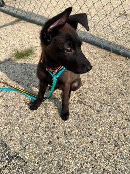 Biscuit $550 -  Labrador Retriever Dog for Adoption in West Milwaukee, Wisconsin - Biscuit $550 | PetCurious