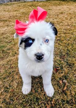 Australian Shepherd Dogs Available for Adoption - Lei Lei | PetCurious