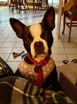 Boston Terrier Dogs Available for Adoption in Maryville, Tennessee - Minnie McCrary KY4849 | PetCurious