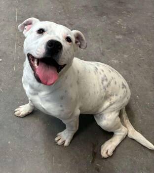 American Staffordshire Terrier Dogs Available for Adoption - Amelia Bedelia | PetCurious
