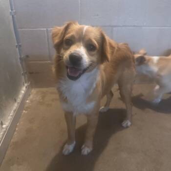 Terrier Dogs Available for Adoption - Rigatoni | PetCurious