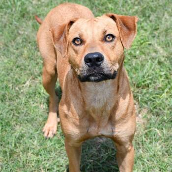 Black Mouth Cur Dogs Available for Adoption in Beaumont, Texas - Aqua | PetCurious