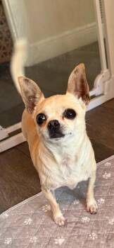 Chihuahua Dogs Available for Adoption in Tifton, Georgia - Marie | PetCurious