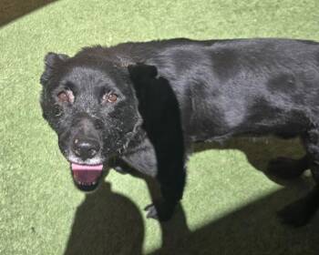 GERRY -  Labrador Retriever and Mixed Breed Dog for Adoption in Sacramento, California - GERRY | PetCurious