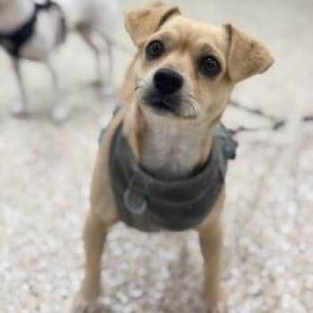 Adara -  Chihuahua and Mixed Breed Dog for Adoption in Bullhead City, Arizona - Adara | PetCurious