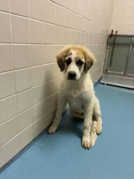 Denali the Great Pyrenees Puppy -  Great Pyrenees Dog for Adoption in Muskego, Wisconsin - Denali The Great Pyrenees Puppy | PetCurious