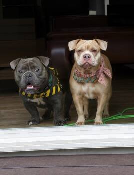 Winifred -  Pit Bull Terrier Dog for Adoption in Cool, California - Winifred | PetCurious