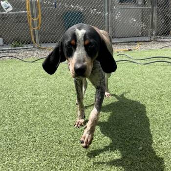 Rocky -  Bluetick Coonhound Dog for Adoption in Batavia, Ohio - Rocky | PetCurious