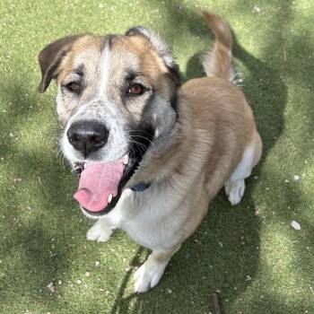 Rodeo - Butler Campus -  Anatolian Shepherd Dog for Adoption in Flagstaff, Arizona - Rodeo - Butler Campus | PetCurious