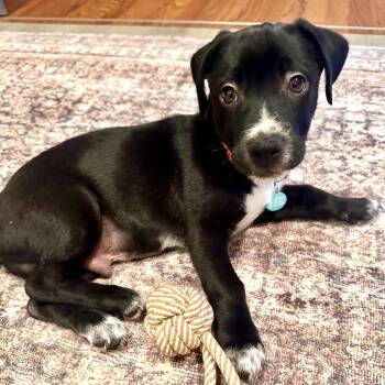 Octa -  Labrador Retriever and Cocker Spaniel Dog for Adoption in Los Angeles, California - Octa | PetCurious
