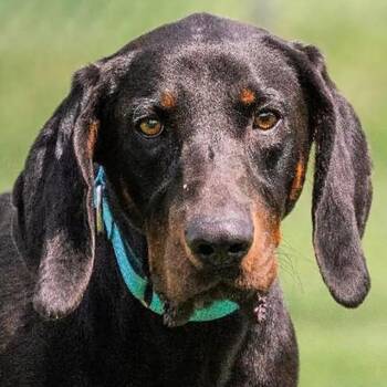 Calvin (KY) -  Black And Tan Coonhound Dog for Adoption - Calvin (KY) | PetCurious