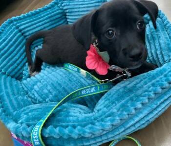 Peaches -  Chihuahua and Pug Dog for Adoption in Crown Point, Indiana - Peaches | PetCurious