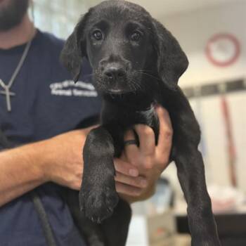 Labrador Retriever and Mixed Breed Dogs Available for Adoption - SERENA | PetCurious