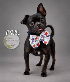 Aksel -  Pug and Chihuahua Dog for Adoption in Benton, Louisiana - Aksel | PetCurious