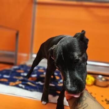 Maxim -  Mixed Breed Dog for Adoption in Kansas City, Missouri - Maxim | PetCurious