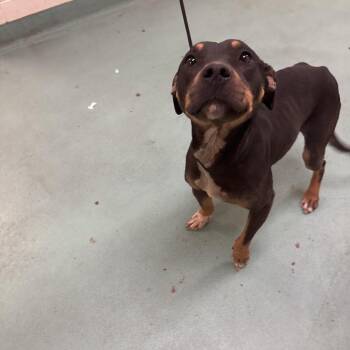 Mixed Breed Dogs Available for Adoption in Memphis, Tennessee - Pepper | PetCurious