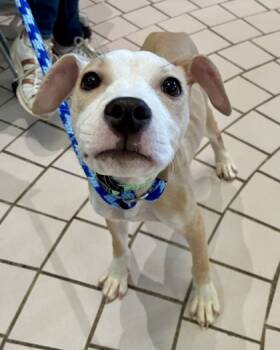 Rescue Hound and Terrier Dogs for Adoption in Valley View, Ohio - Apple | PetCurious