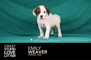 Emily Weaver -  Beagle Dog for Adoption in Newport, Kentucky - Emily Weaver | PetCurious