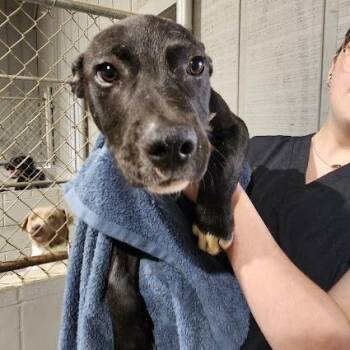 Labrador Retriever and Mixed Breed Dogs Available for Adoption in New York, New York - Roscoe | PetCurious