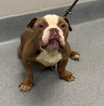 MEECH -  American Bulldog and Mixed Breed Dog for Adoption in Indianapolis, Indiana - MEECH | PetCurious