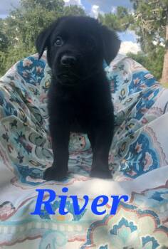 River -  German Shepherd Dog and Black Labrador Retriever Dog for Adoption in Rome, Georgia - River | PetCurious
