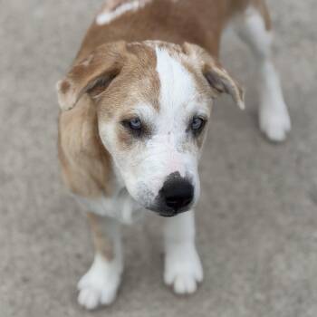 Labrador Retriever and Great Pyrenees Dogs Available for Adoption in Krum, Texas - Pancake | PetCurious
