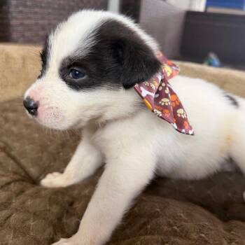 Froggie -  Australian Cattle Dog Blue Heeler Dog for Adoption in Aledo, Texas - Froggie | PetCurious