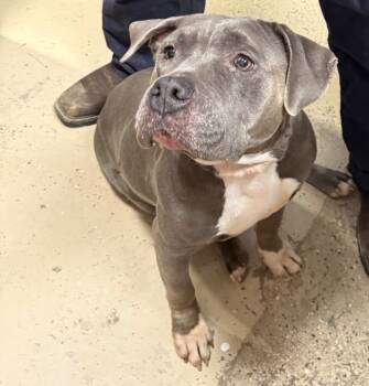 Rescue Pit Bull Terrier Dogs for Adoption in Saint Francisville, Louisiana - Dolly | PetCurious