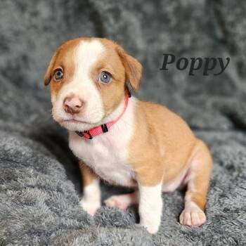 Rescue Mixed Breed Dogs for Adoption in Fairfax Station, Virginia - Poppy | PetCurious