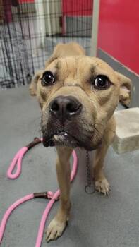 ABBY -  Pit Bull Terrier Dog for Adoption in Indianapolis, Indiana - ABBY | PetCurious