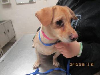 Chihuahua Dogs Available for Adoption - Leah(312) | PetCurious