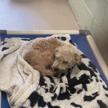 S64087 -  Terrier Dog for Adoption in Newark, New Jersey - S64087 | PetCurious